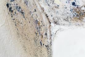 Why You Should Choose Our Mold Remediation Services in River Road, OR